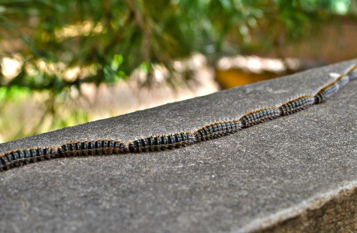 What Caterpillars Can Teach You About Success